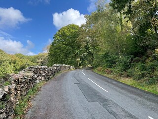 Serene Country Road Surrounded by Trees on a Sunny Day