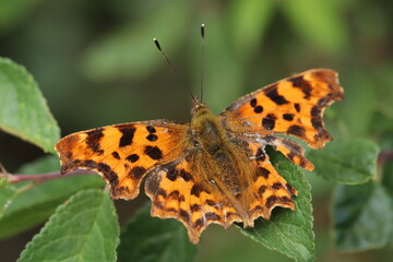 Detailed Close-Up of Orange Butterfly Resting on Green Leaves Outdoors