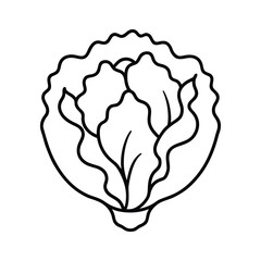 outline lettuce head on a white background.