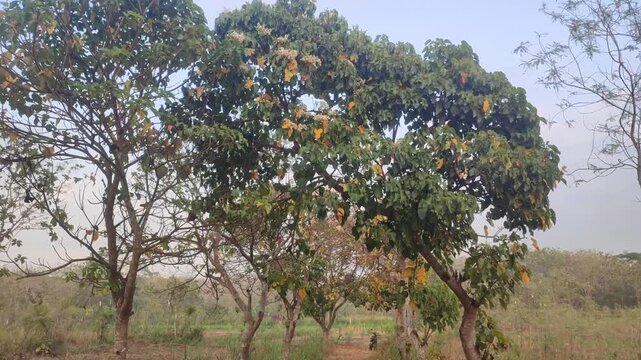 kemiri tree