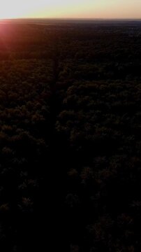 Sunlit Forest Canopy With Pathway