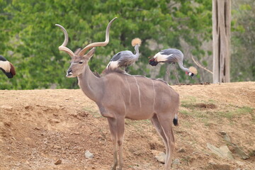 Graceful Antelope with Crowned Cranes in Lush Wildlife Landscape