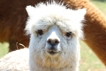 Fototapeta premium Adorable White Alpaca in Sunlit Green Pasture on a Bright Summer Day