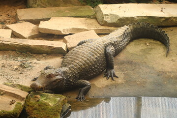 Alligator Resting by Water Surrounded by Stone and Greenery in Bright Sunlight