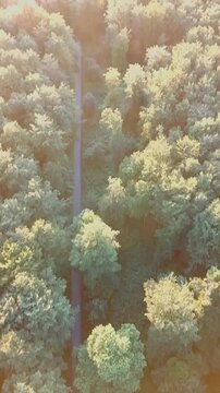 Sunlit Forest Canopy With Pathway