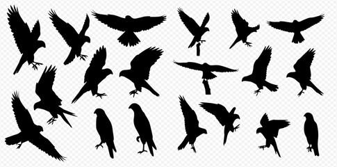 A collection of black silhouettes of eagles and hawks in various flying, soaring, and perching poses.