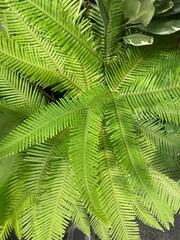green fern leaves
