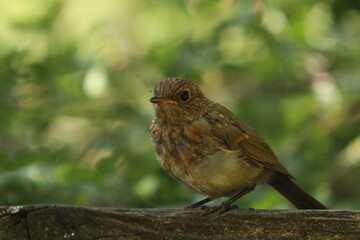 Obraz premium robin red breast