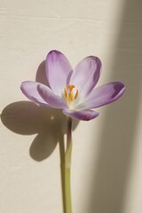 Obraz premium Minimalist Floral Aesthetic with Elegant Botanical Elements
