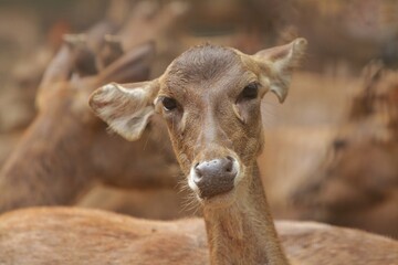 portrait of Timor deer resting while looking ahead
