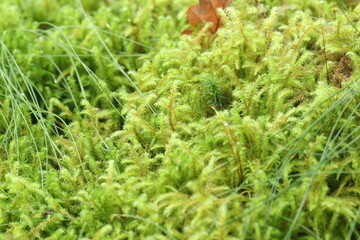 green moss on the ground