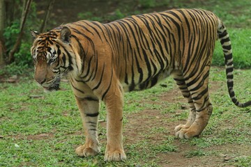 side view of a sumatran tiger standing in the grass