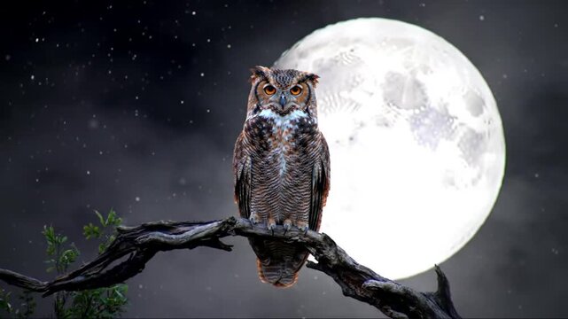 Majestic owl perches on a branch under a luminous full moon at night