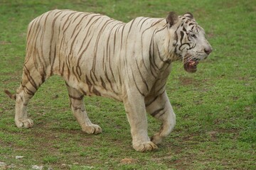 side view of a white tiger walking in the grass