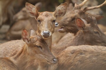 a pair of timor deer are seen resting with the herd