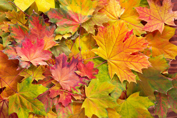  Fallen Maple leaves. Autumn background with colorful  leaves.