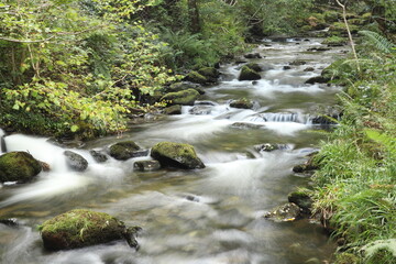 stream in the forest