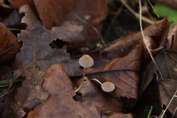 mushroom on the ground