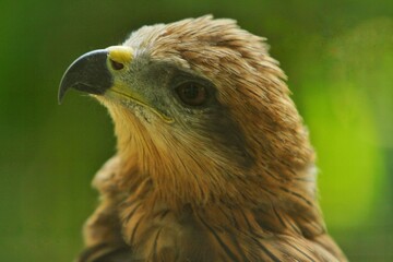 close up of a migrant milvus