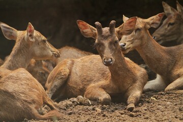 portrait of Timor deer resting while looking ahead