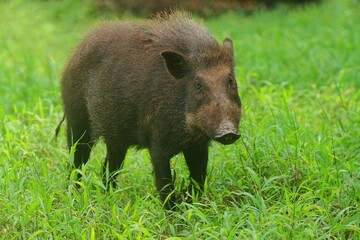 A wild boar was seen standing in the thicket observing the surroundings