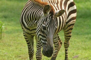 a zebra looked curiously