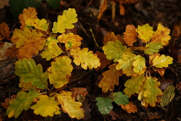 autumn leaves on the ground