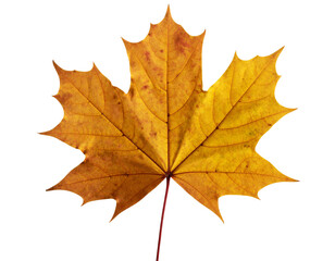 Minimalist Retro Cutout Maple Leaf with Aged Paper Texture, PNG