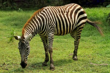 a zebra grazing while looking curiously