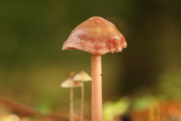 mushroom in the forest