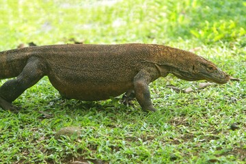 side view of a komodo dragon walking in the grass