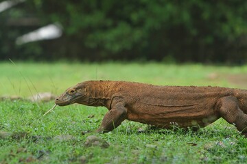 side view of a komodo dragon walking in the grass