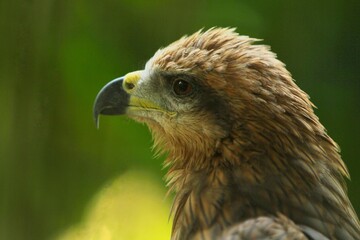 close up of a migrant milvus