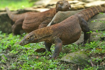 Komodo dragons are chasing each other in the grass