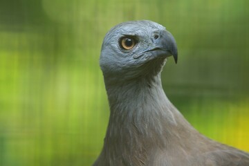 close up of a haliaeetus leucogaster