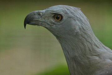 close up of a haliaeetus leucogaster