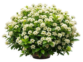 Bush of vibrant white flowers in a dark pot, on a white background
