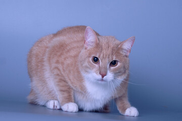 A charming cat looks attentively ahead on a light background