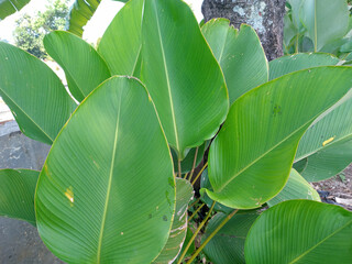 Close Up of Lush Green Tropical Leaves