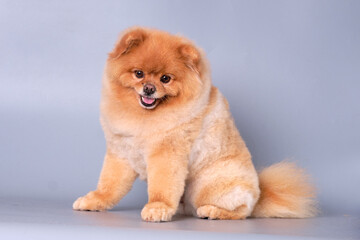 A Pomeranian dog with its mouth slightly open looks charmingly forward while sitting