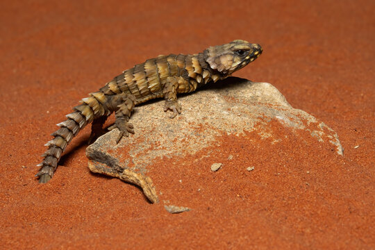 The Armadillo girdled lizard (Ouroborus cataphractus) is endemic to desert area along the western coast of South Africa.