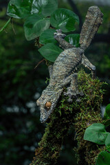 A giant leaf-tailed gecko (Uroplatus fimbriatus) camouflaged on a bark and leaves in a tropical rainforest. This nocturnal lizard native to Madagascar.