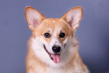 Portrait of a charming corgi puppy aged 5 months, close-up on a dark blue background