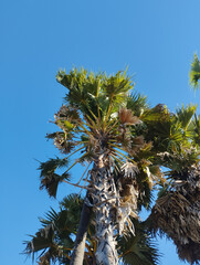 A tall tropical palm tree captured from a low angle against a vibrant clear blue sky, perfect for travel, summer, and nature themes