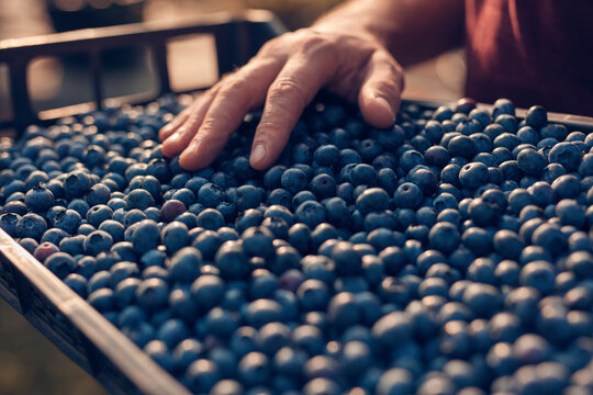Farmer picking fresh blueberries on a farm.