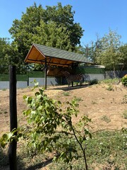 Close-up of a zebra in a zoo enclosure, showing its distinctive black and white stripes and graceful posture. Wildlife photography capturing the beauty and elegance of this iconic African animal