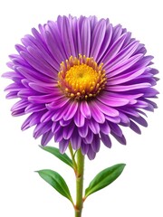 Single Purple Aster Flower with Bright Yellow Center on White Background