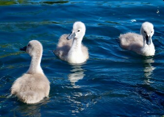 group of swans
