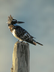 Pied Kingfisher Looking