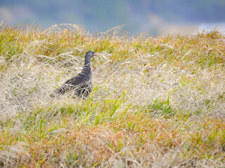 Cape Spurfowl Hiding in Grass